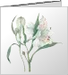 Alstroemeria