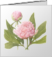 Kaart Paeonia 'Sarah Bernhardt'