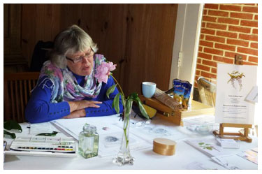 Wisteria sinsensis / Blauwe Regen